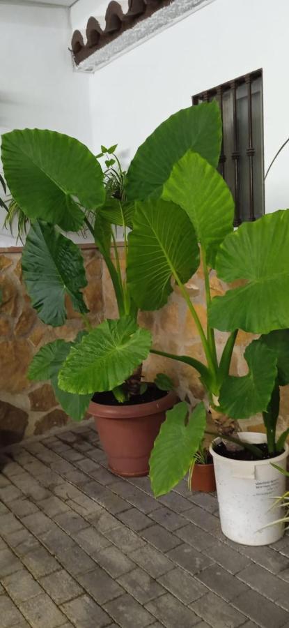 Casa Cueva El Almendro Guest House Pegalajar ภายนอก รูปภาพ